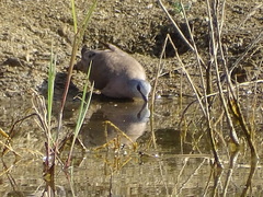 Turtur abyssinicus