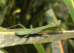 Polyspilota comorana
