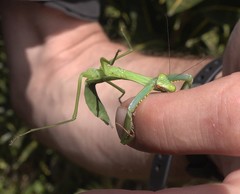 Polyspilota comorana