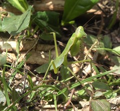 Polyspilota comorana