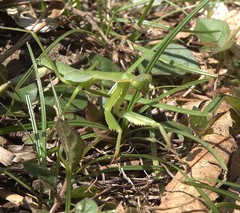 Polyspilota comorana