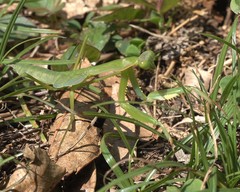 Polyspilota comorana