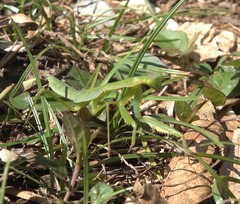 Polyspilota comorana