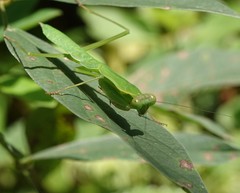 Polyspilota comorana