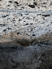 Sceloporus occidentalis
