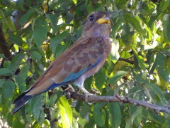 Eurystomus glaucurus afer