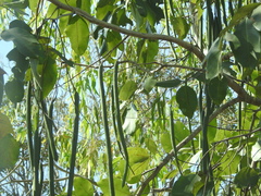 Cassia fistula