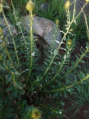 Berkheya seminivea