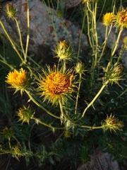 Berkheya seminivea