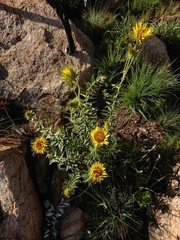 Berkheya seminivea