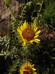 Berkheya seminivea