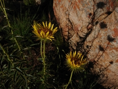 Berkheya seminivea