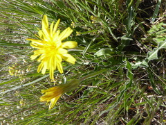 Nothocalais cuspidata