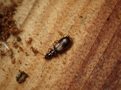 Calodromius spilotus