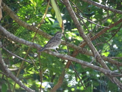 Emberiza spodocephala