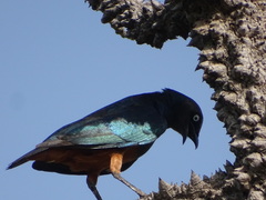 Lamprotornis pulcher