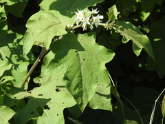 Solanum torvum