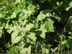 Solanum torvum