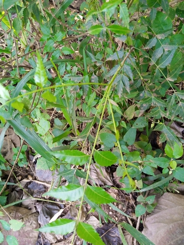 Neem