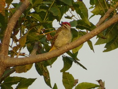Campethera punctuligera