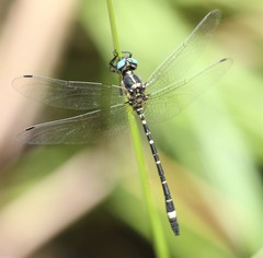 Eusynthemis deniseae