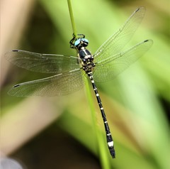 Eusynthemis deniseae