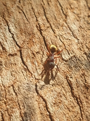 Dolichoderus extensispinus