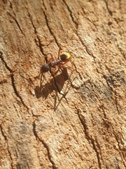 Dolichoderus extensispinus