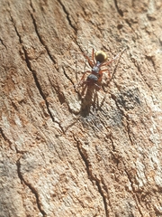 Dolichoderus extensispinus