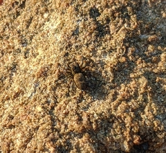 Hakka