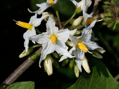 Solanum torvum