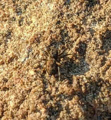 Hakka