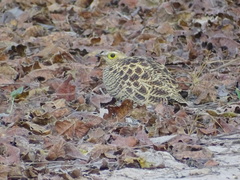 Pterocles quadricinctus