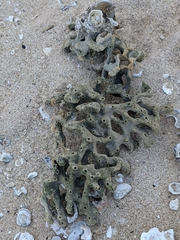 Haliclona cymaeformis