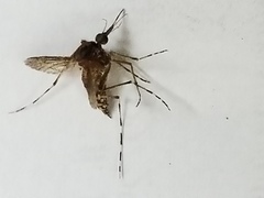 Aedes taeniorhynchus