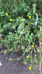 Helminthotheca echioides