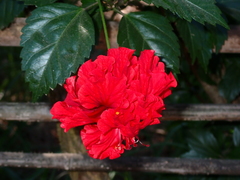 Hibiscus
