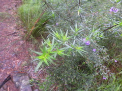 Prostanthera scutellarioides