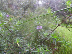 Prostanthera scutellarioides