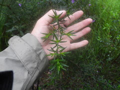 Prostanthera scutellarioides
