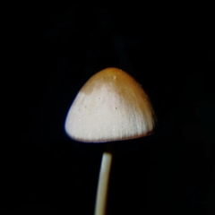 Fungi
