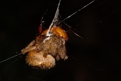 Pararaneus cyrtoscapus