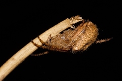 Pararaneus cyrtoscapus