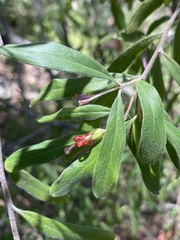 Grevillea linsmithii