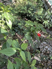 Malvaviscus penduliflorus