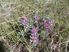 Astragalus shortianus