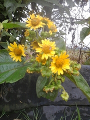 Smallanthus pyramidalis