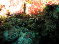 Goniobranchus geometricus