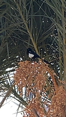 Pica mauritanica