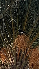 Pica mauritanica